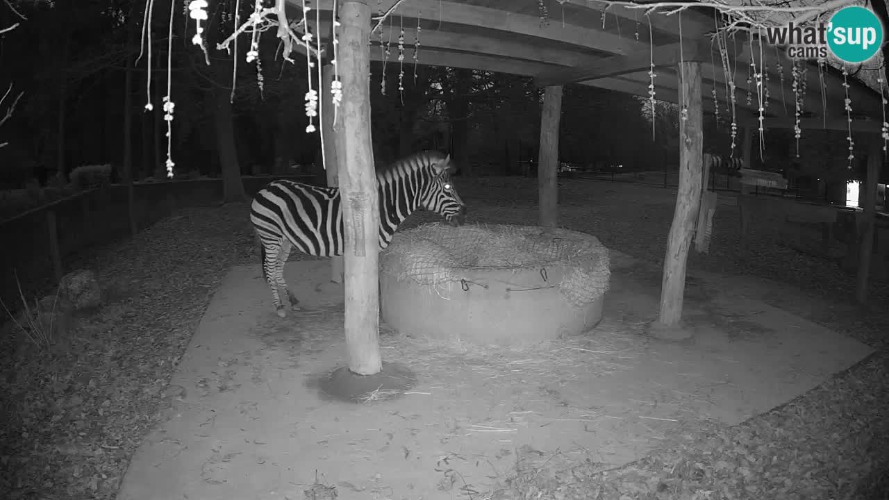 Le Zebre nello ZOO di Ljubljana – Slovenia Live webcam