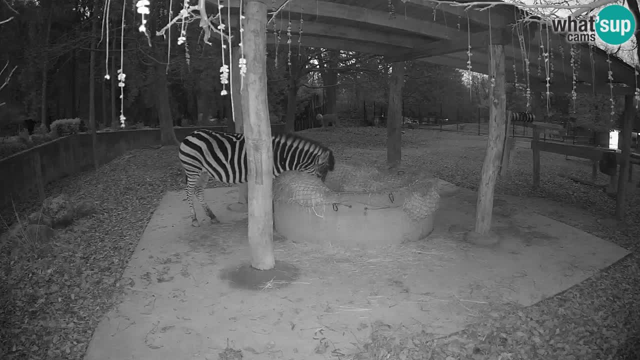 Camera en vivo Cebras in Ljubljana ZOO – Eslovenia