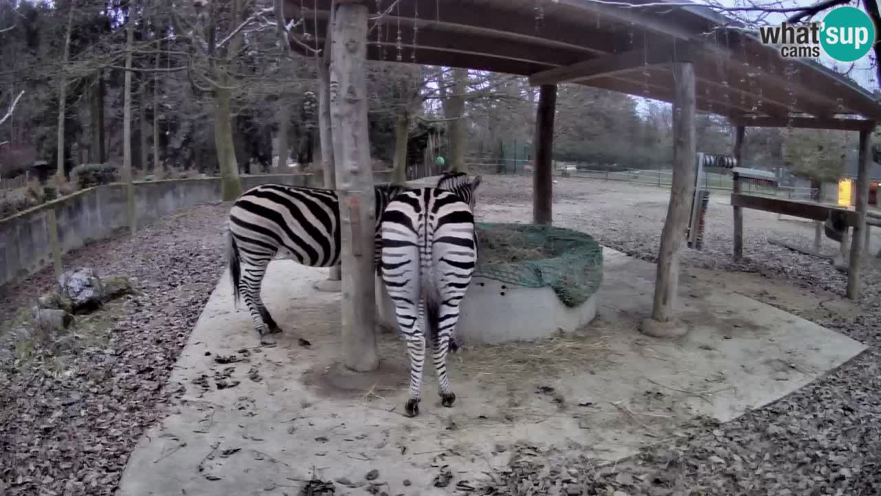 Le Zebre nello ZOO di Ljubljana – Slovenia Live webcam