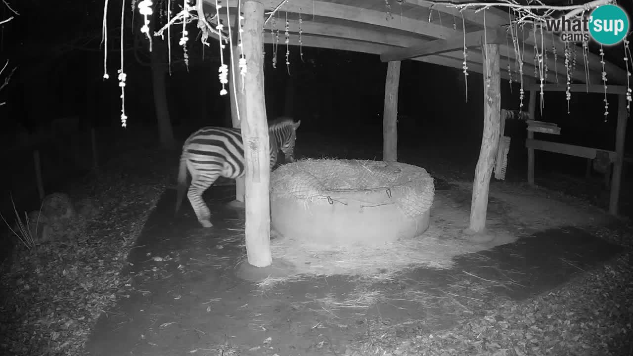 Camera en vivo Cebras in Ljubljana ZOO – Eslovenia