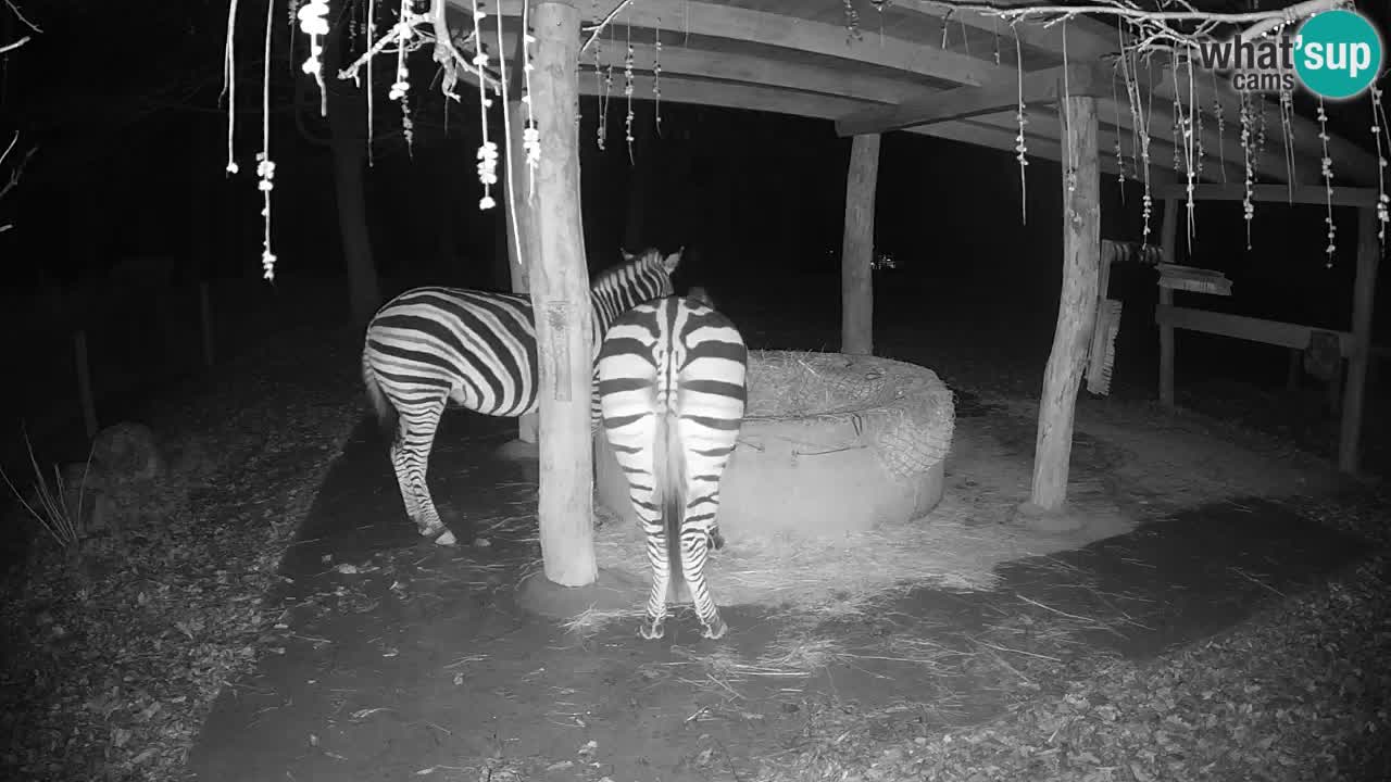 Camera en vivo Cebras in Ljubljana ZOO – Eslovenia