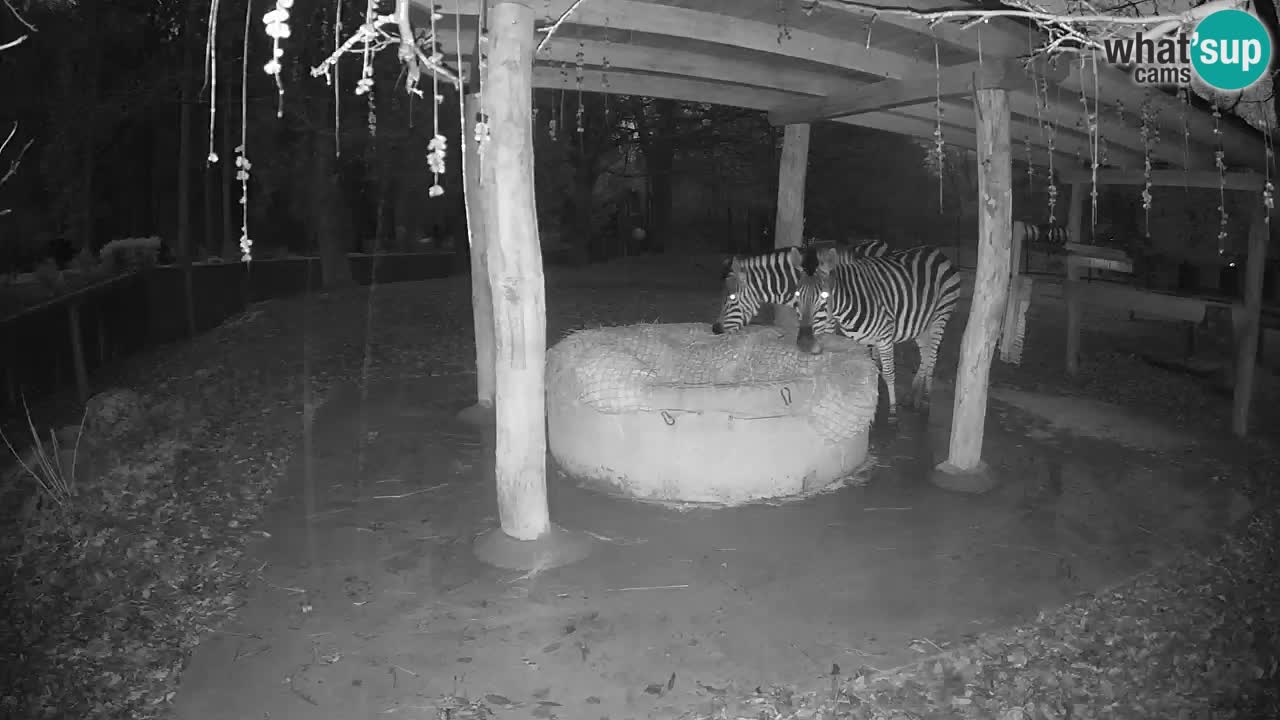 Camera en vivo Cebras in Ljubljana ZOO – Eslovenia