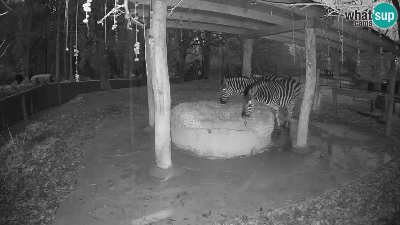 Camera en vivo Cebras in Ljubljana ZOO – Eslovenia