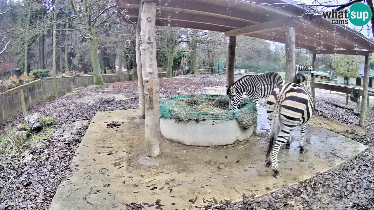 Zebre v živo v živalskem vrtu Ljubljana ZOO spletne kamere