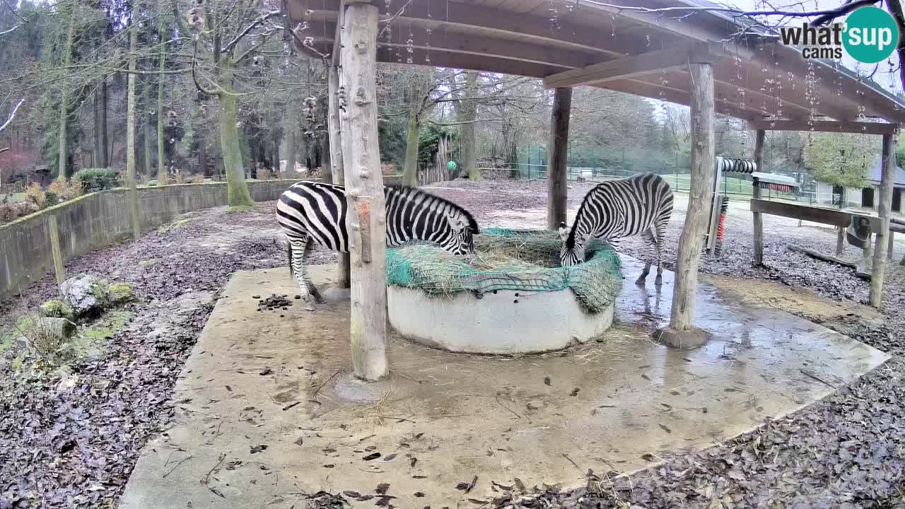 Live Webcam Zebras in Ljubljana ZOO – Slowenien