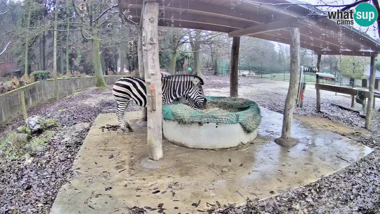 Zebre v živo v živalskem vrtu Ljubljana ZOO spletne kamere