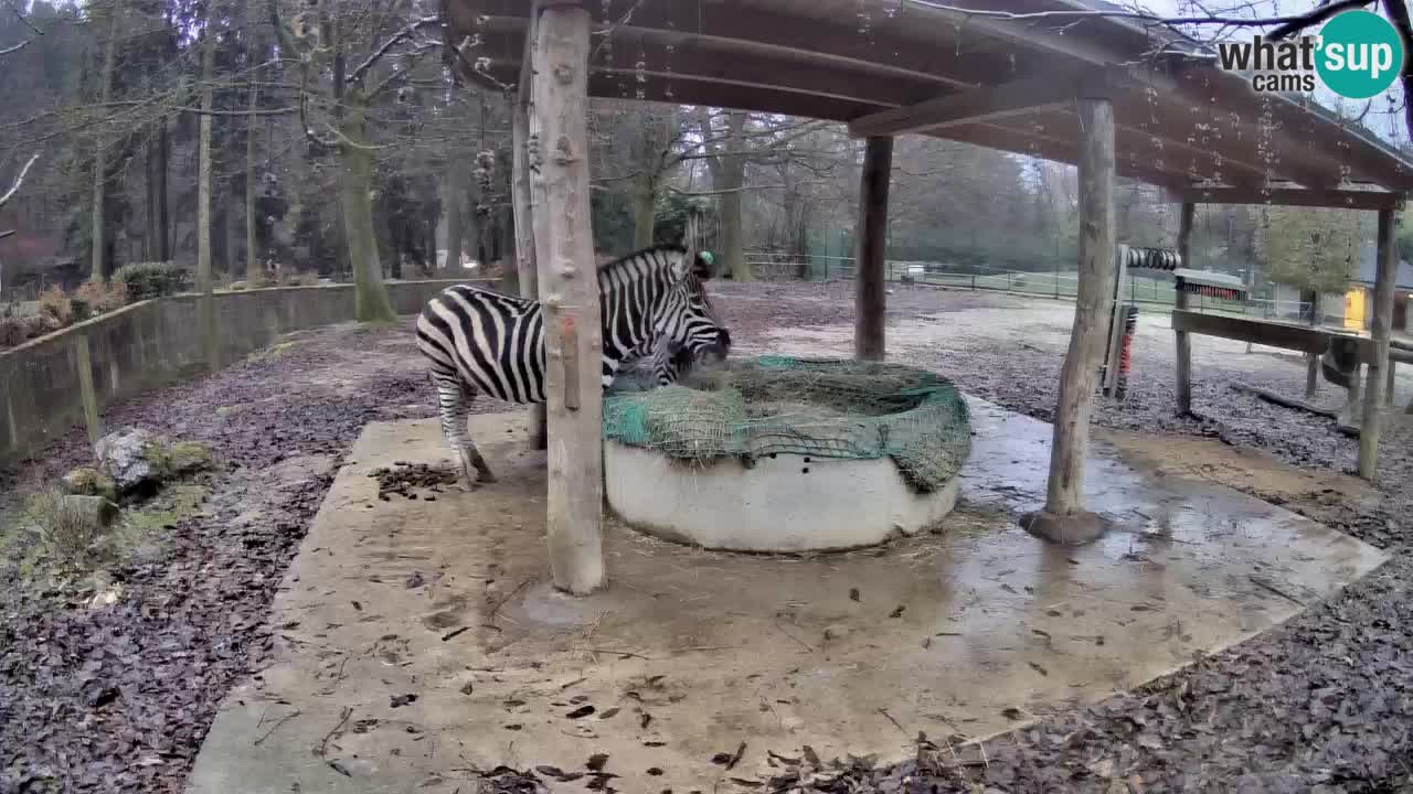 Le Zebre nello ZOO di Ljubljana – Slovenia Live webcam