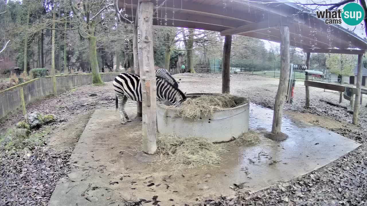 Web kamera uživo Zebras u ZOO Ljubljana – Slovenija