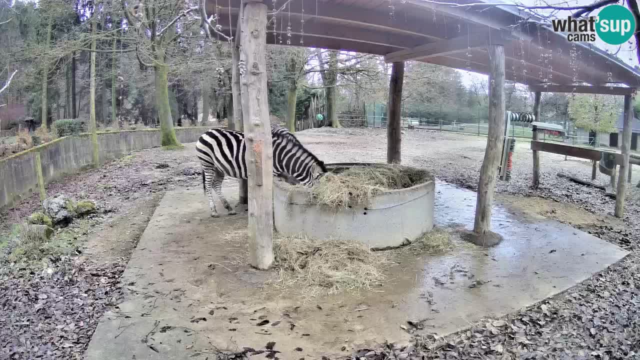 Camera en vivo Cebras in Ljubljana ZOO – Eslovenia