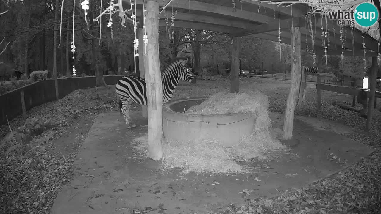 Web kamera uživo Zebras u ZOO Ljubljana – Slovenija