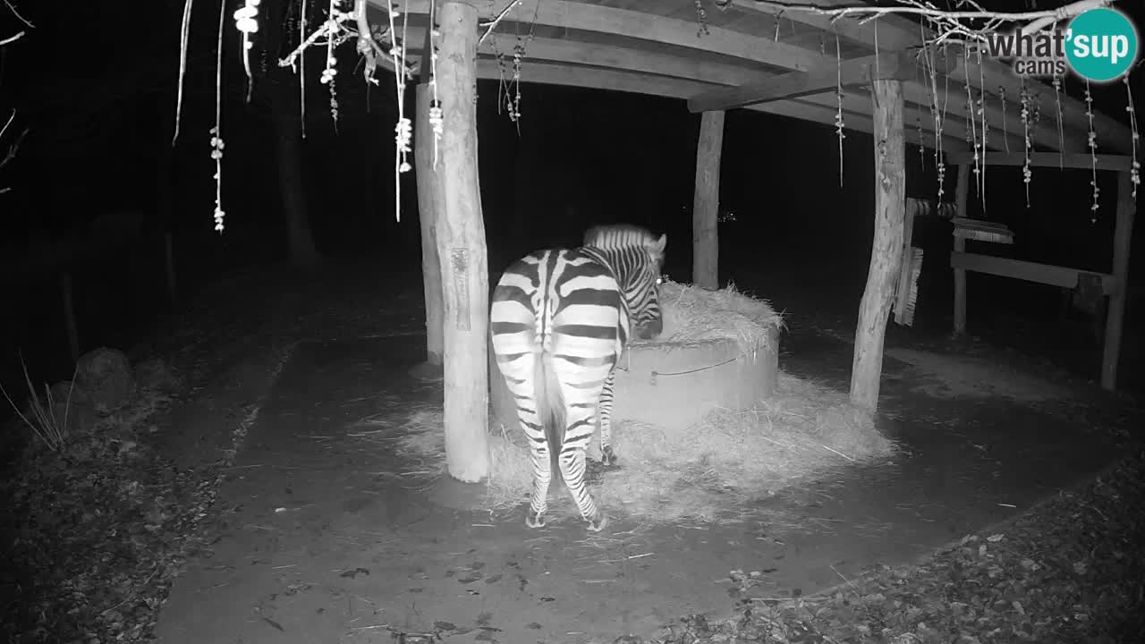 Camera en vivo Cebras in Ljubljana ZOO – Eslovenia