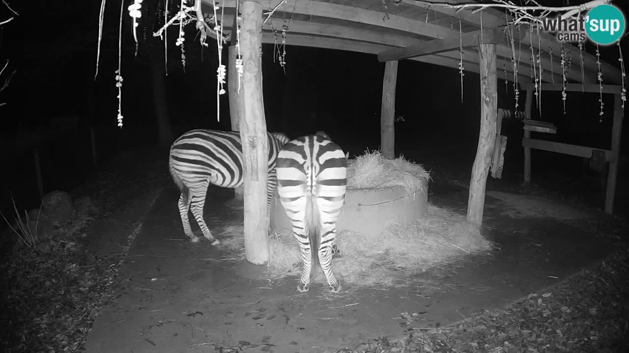 Live Webcam Zebras in Ljubljana ZOO – Slowenien