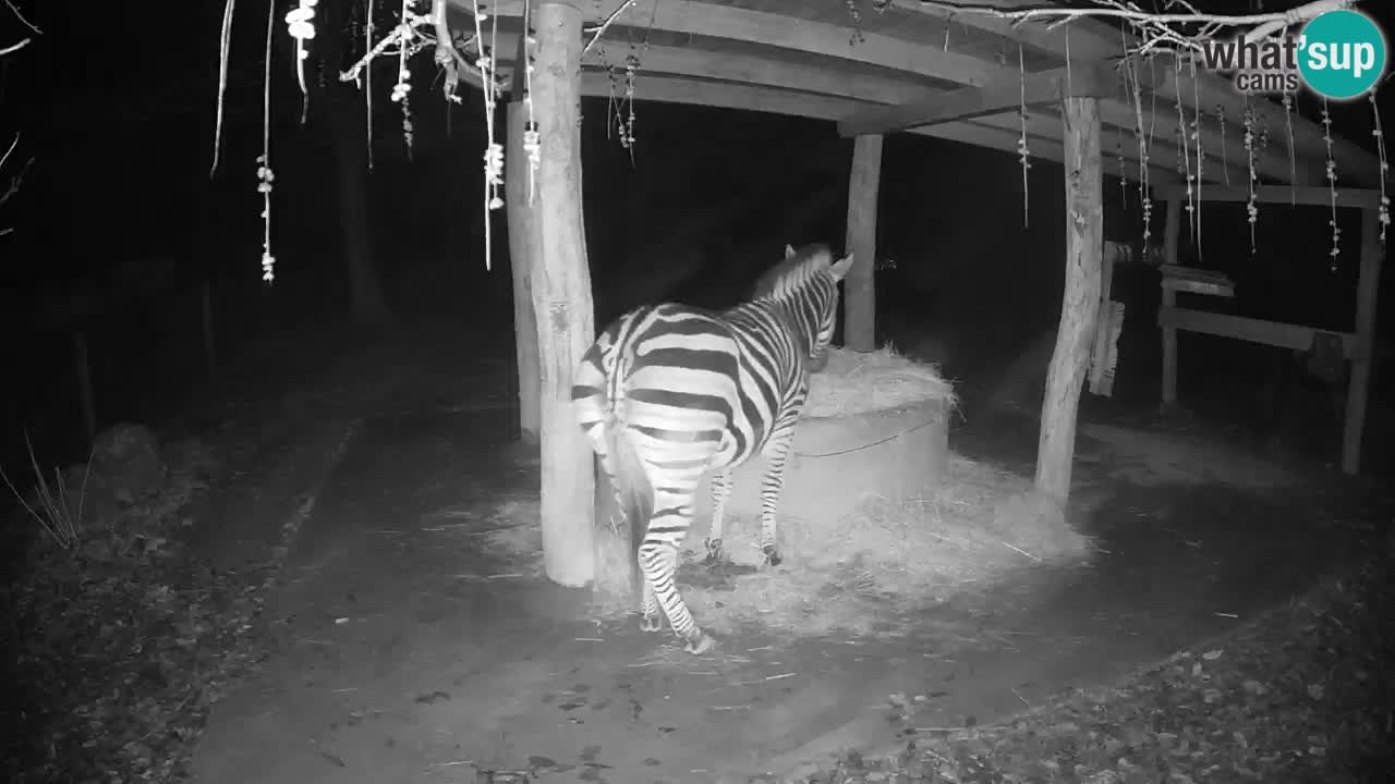 Le Zebre nello ZOO di Ljubljana – Slovenia Live webcam