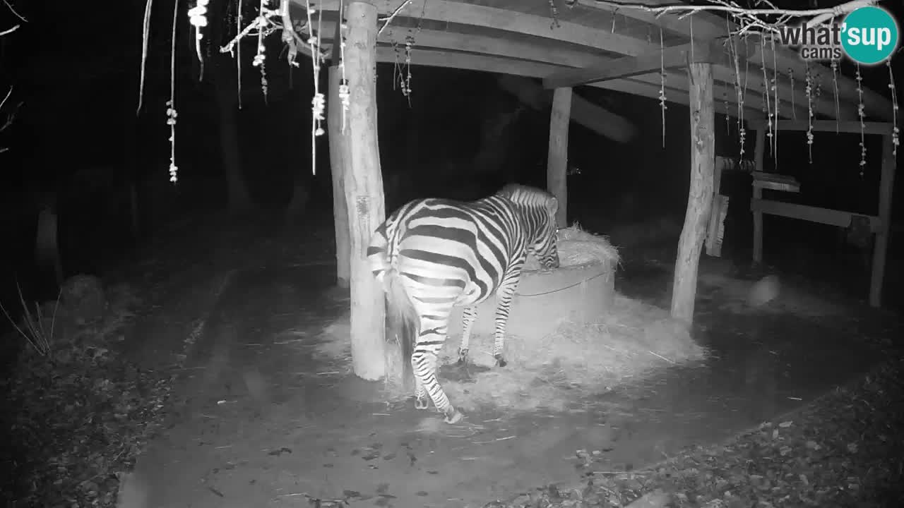 Live Webcam Zebras in Ljubljana ZOO – Slowenien