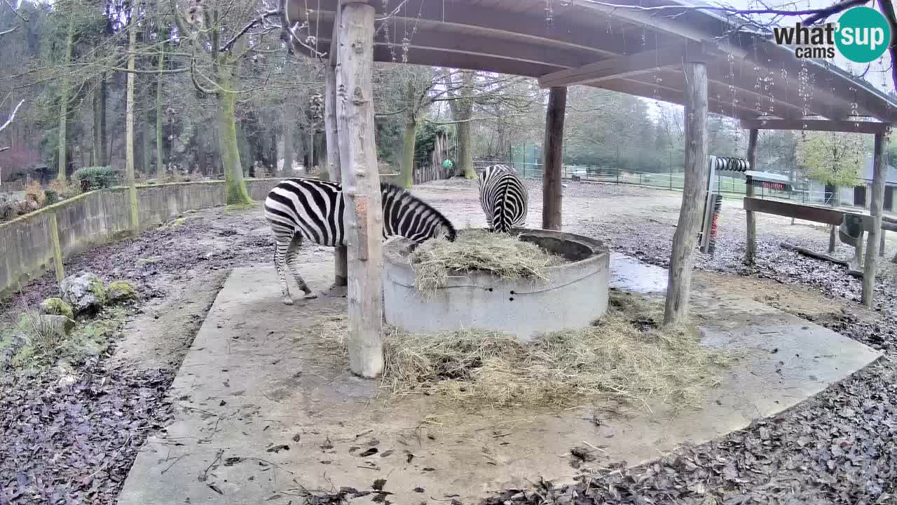 Le Zebre nello ZOO di Ljubljana – Slovenia Live webcam