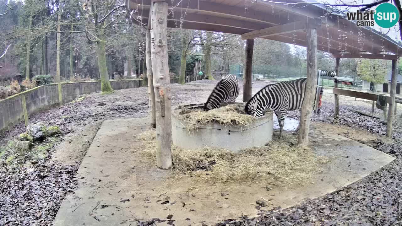 Le Zebre nello ZOO di Ljubljana – Slovenia Live webcam