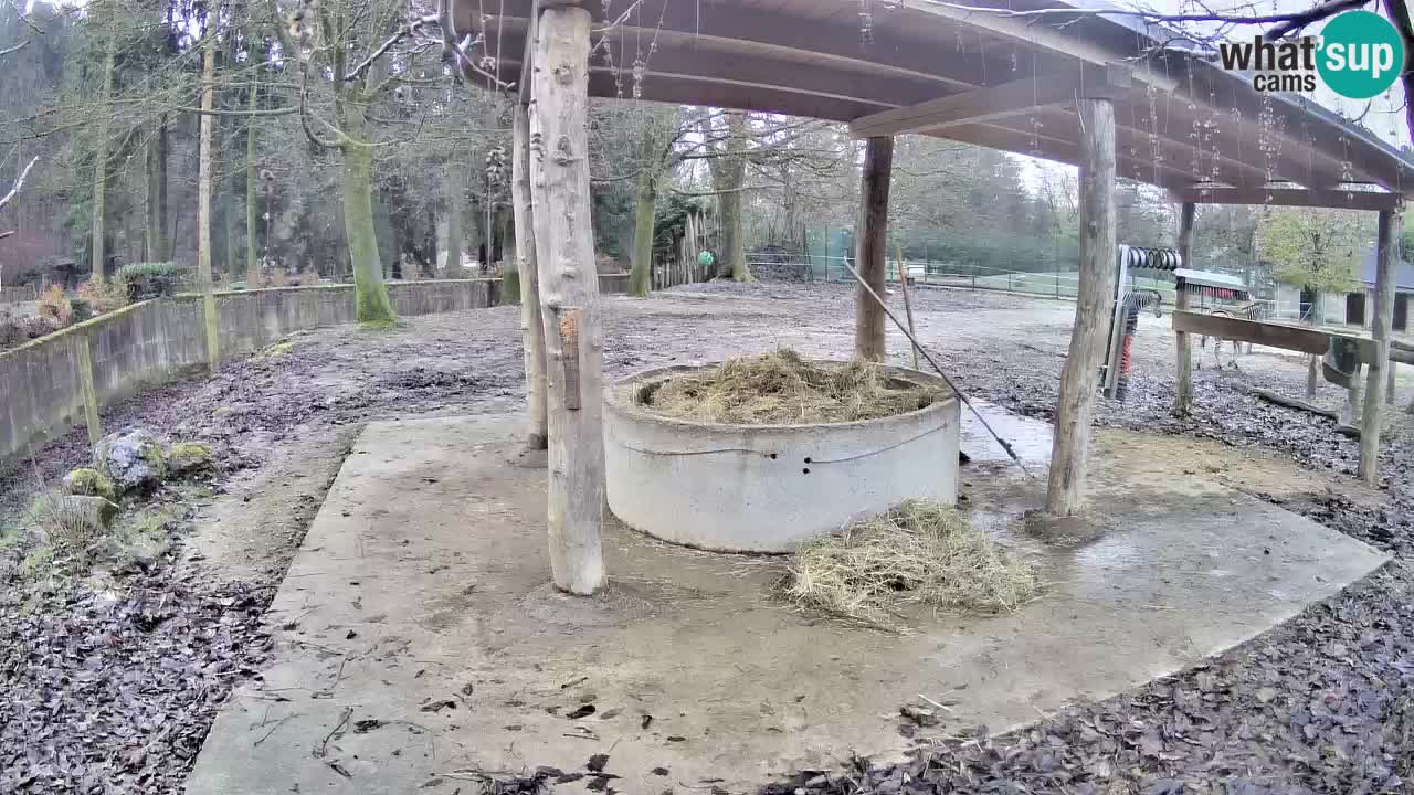 Le Zebre nello ZOO di Ljubljana – Slovenia Live webcam