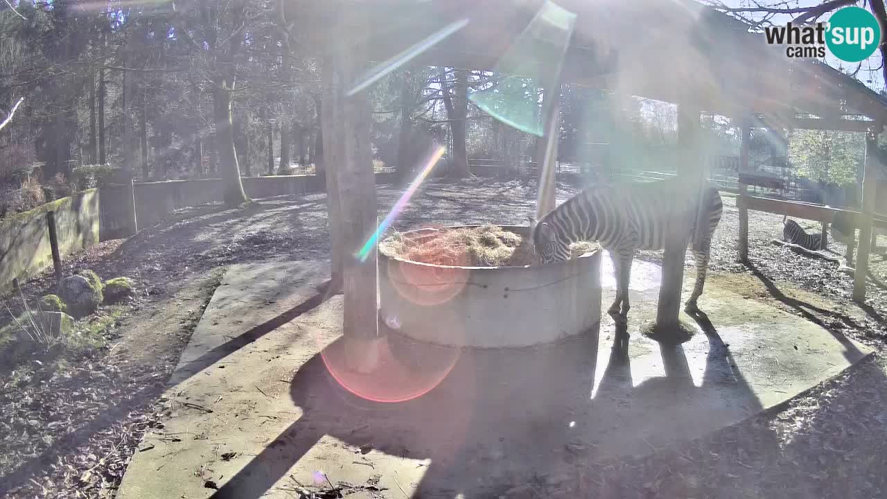 Live Webcam Zebras in Ljubljana ZOO – Slowenien