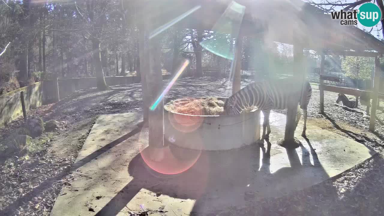 Zebre v živo v živalskem vrtu Ljubljana ZOO spletne kamere