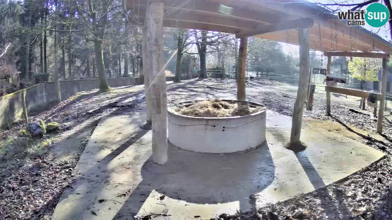 Camera en vivo Cebras in Ljubljana ZOO – Eslovenia