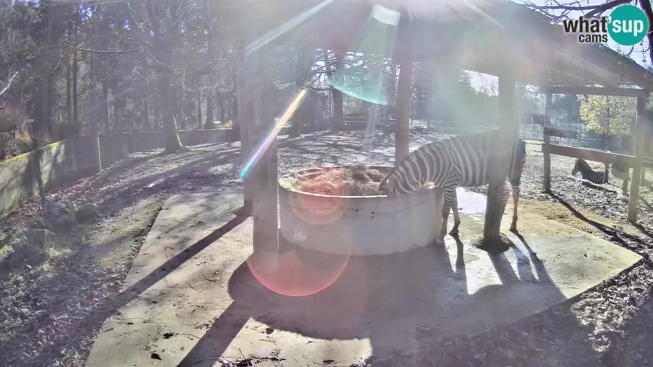 Zebre v živo v živalskem vrtu Ljubljana ZOO spletne kamere