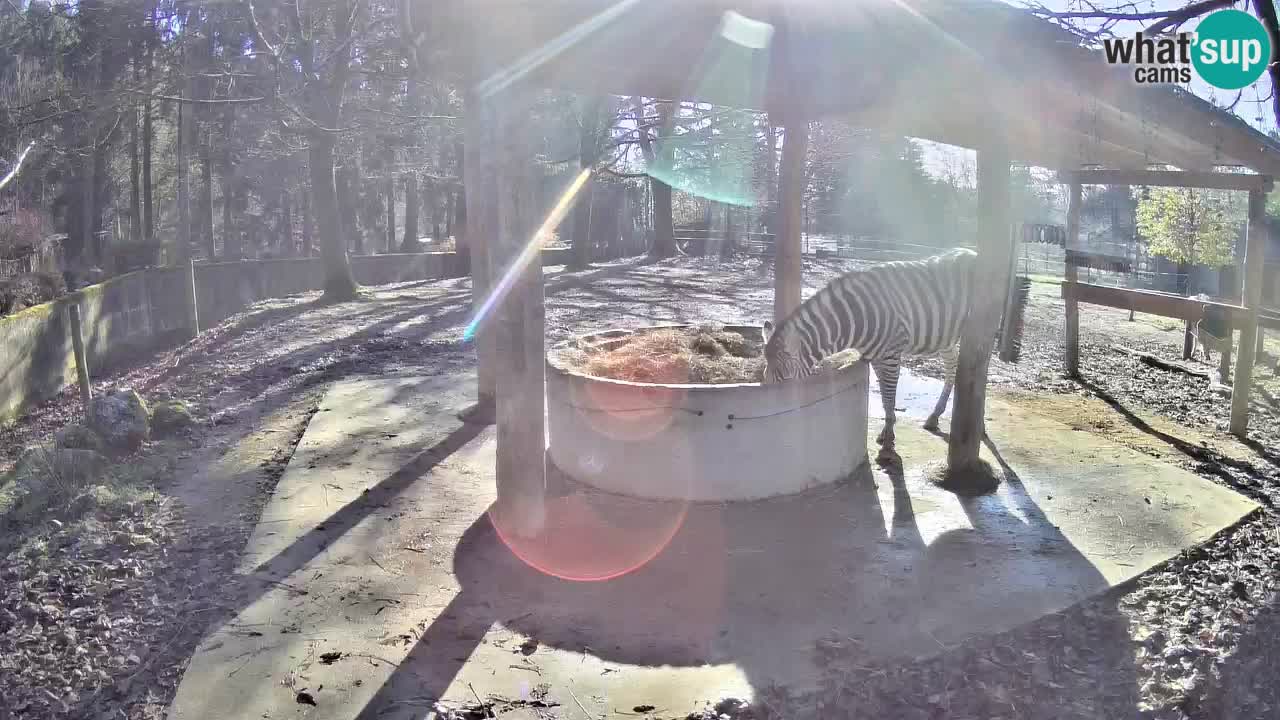 Zebre v živo v živalskem vrtu Ljubljana ZOO spletne kamere