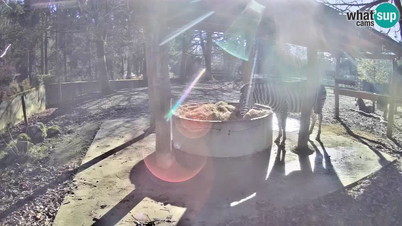 Live Webcam Zebras in Ljubljana ZOO – Slowenien