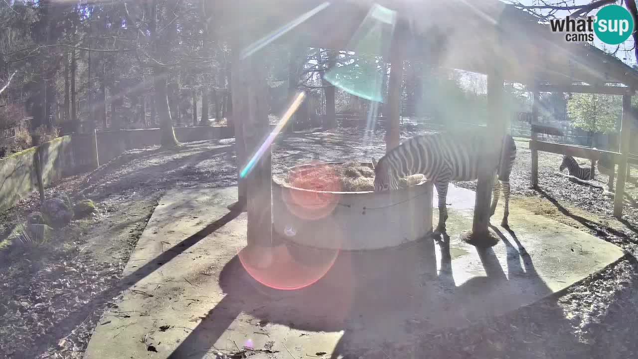 Live Webcam Zebras in Ljubljana ZOO – Slowenien