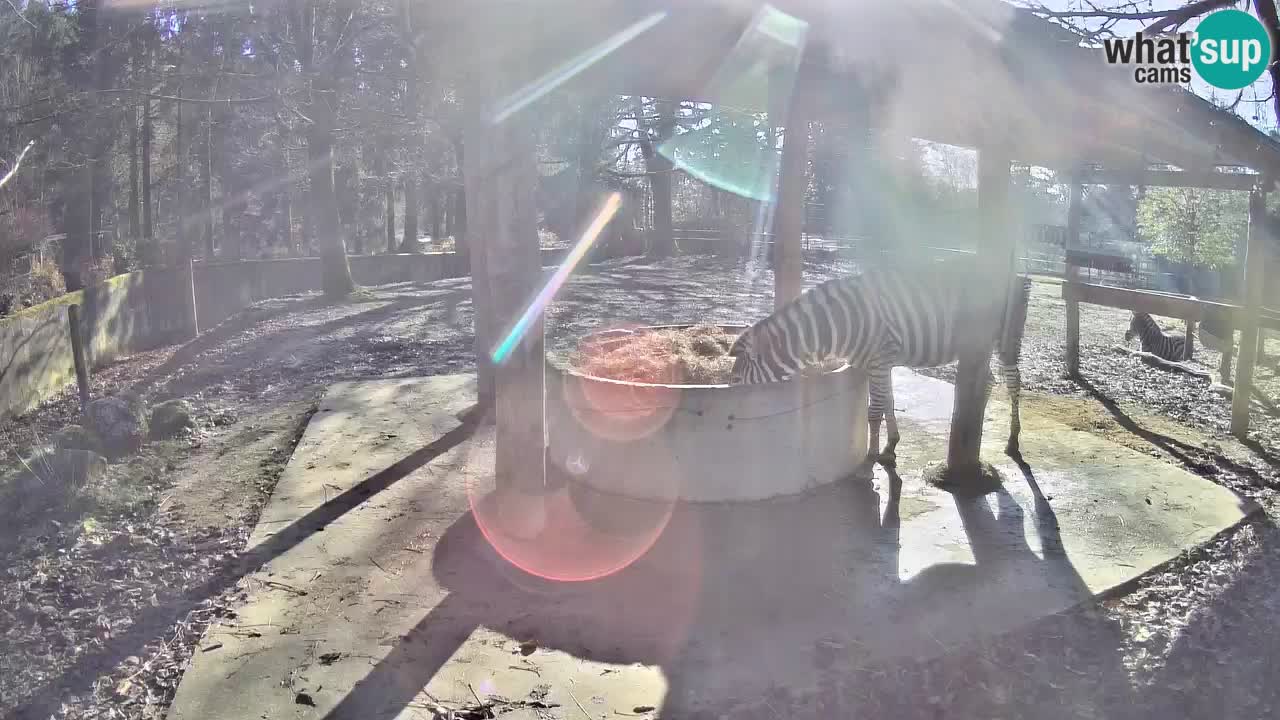 Le Zebre nello ZOO di Ljubljana – Slovenia Live webcam