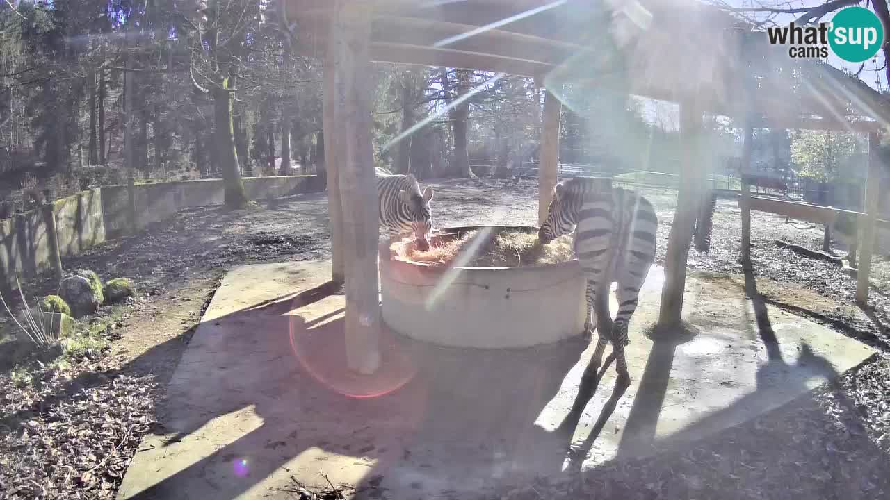 Live Webcam Zebras in Ljubljana ZOO – Slowenien