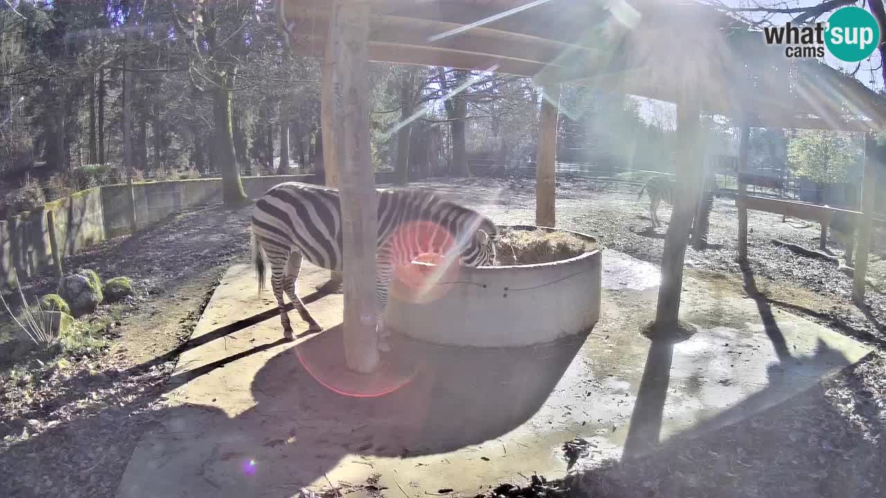 Zebre v živo v živalskem vrtu Ljubljana ZOO spletne kamere