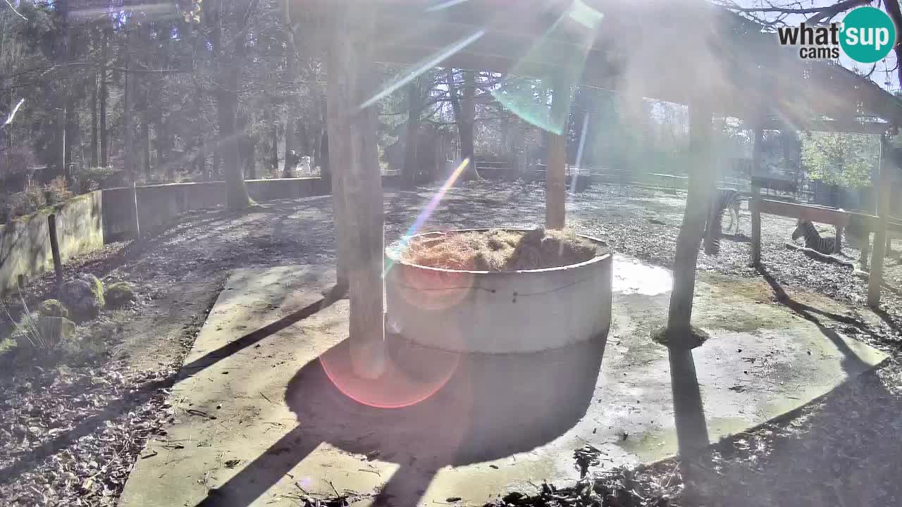 Live Webcam Zebras in Ljubljana ZOO – Slowenien