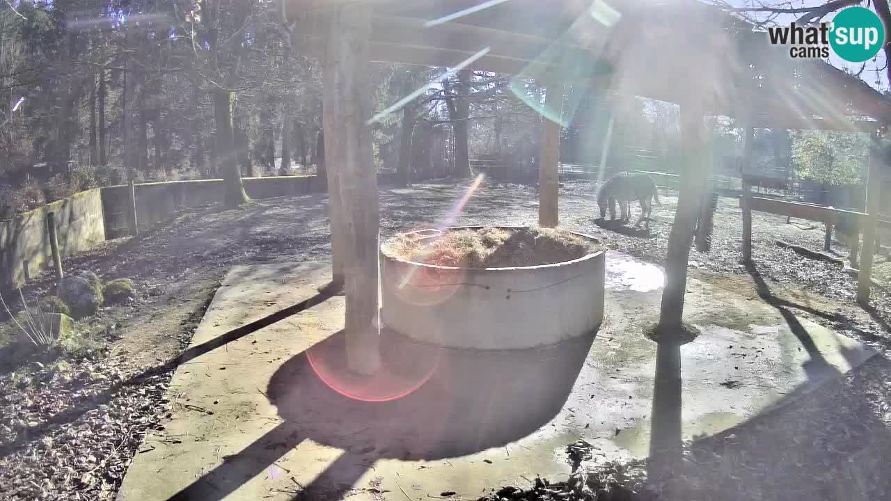 Live Webcam Zebras in Ljubljana ZOO – Slowenien