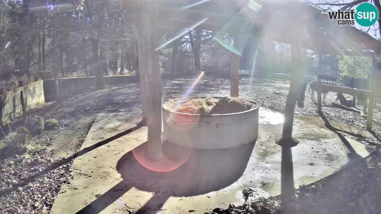 Live Webcam Zebras in Ljubljana ZOO – Slowenien