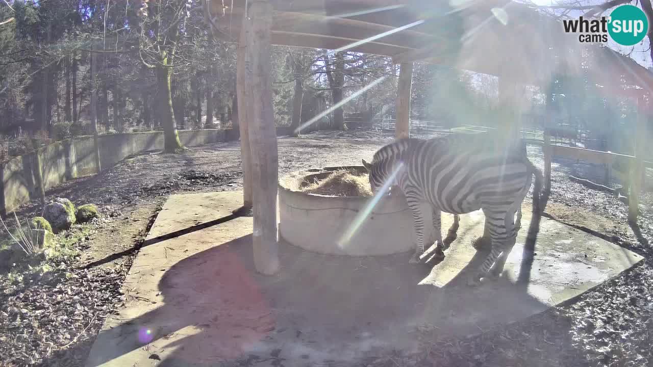 Zebre v živo v živalskem vrtu Ljubljana ZOO spletne kamere