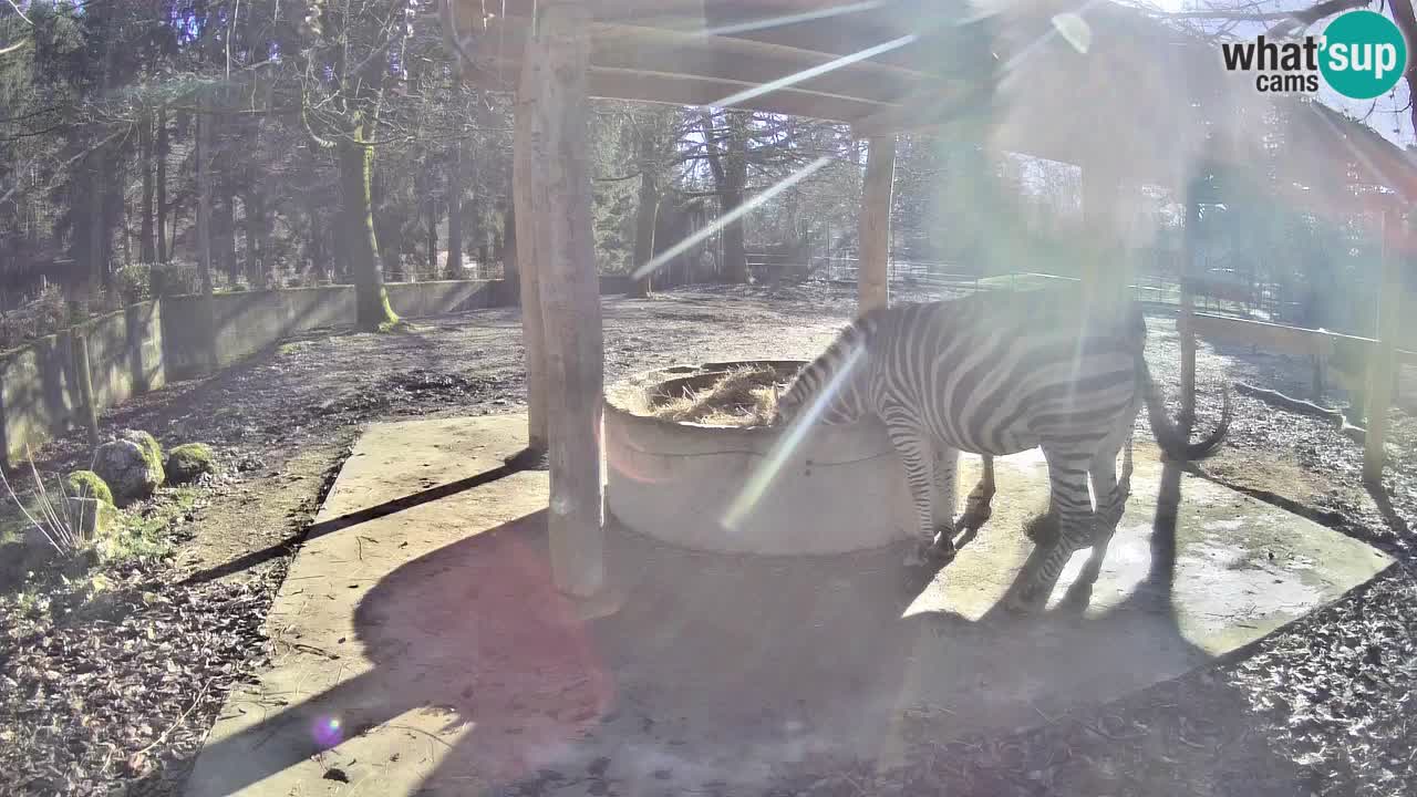 Web kamera uživo Zebras u ZOO Ljubljana – Slovenija