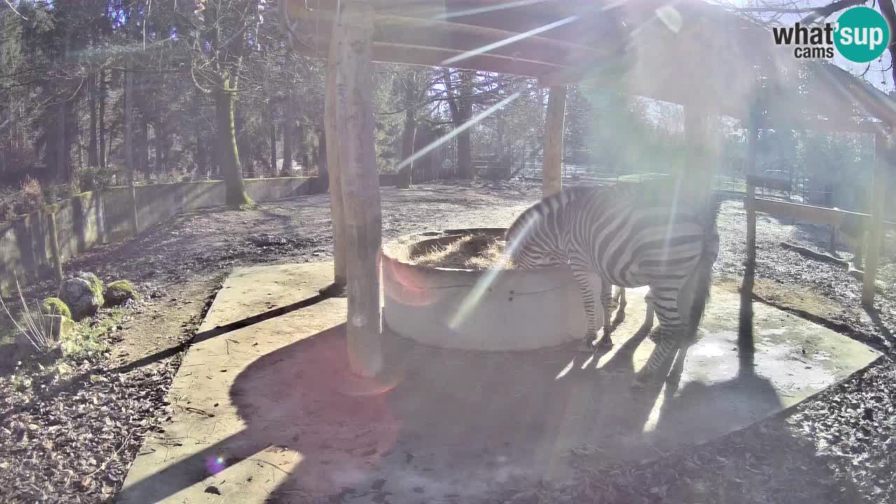 Web kamera uživo Zebras u ZOO Ljubljana – Slovenija