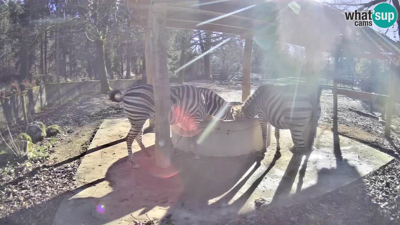 Zebre v živo v živalskem vrtu Ljubljana ZOO spletne kamere