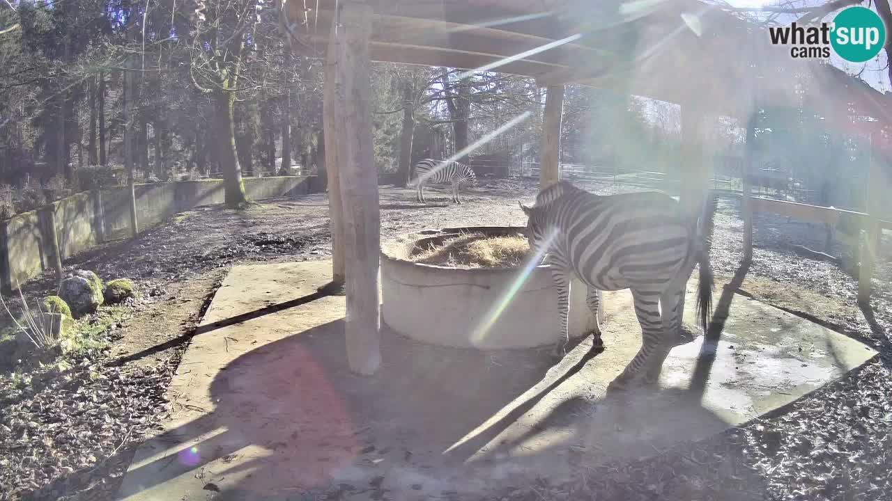 Zebre v živo v živalskem vrtu Ljubljana ZOO spletne kamere