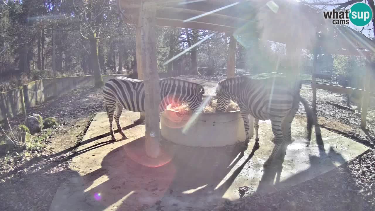 Zebre v živo v živalskem vrtu Ljubljana ZOO spletne kamere