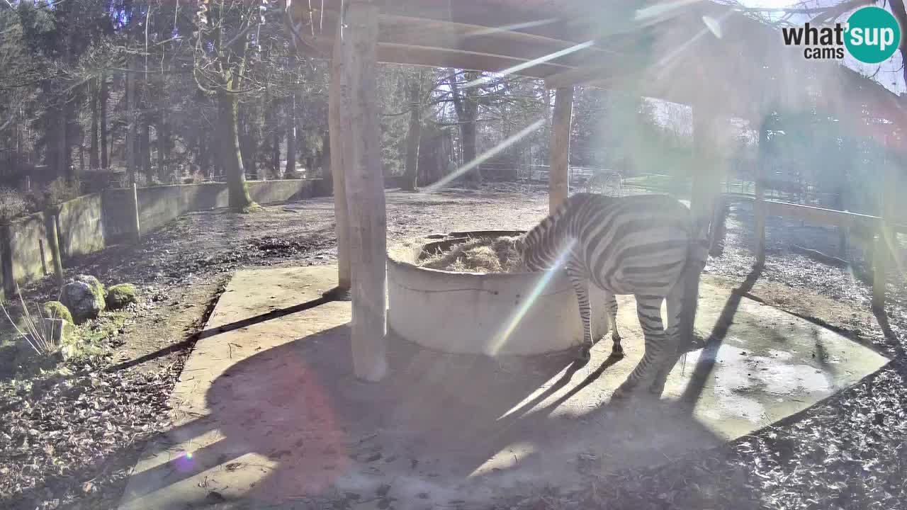 Zebre v živo v živalskem vrtu Ljubljana ZOO spletne kamere