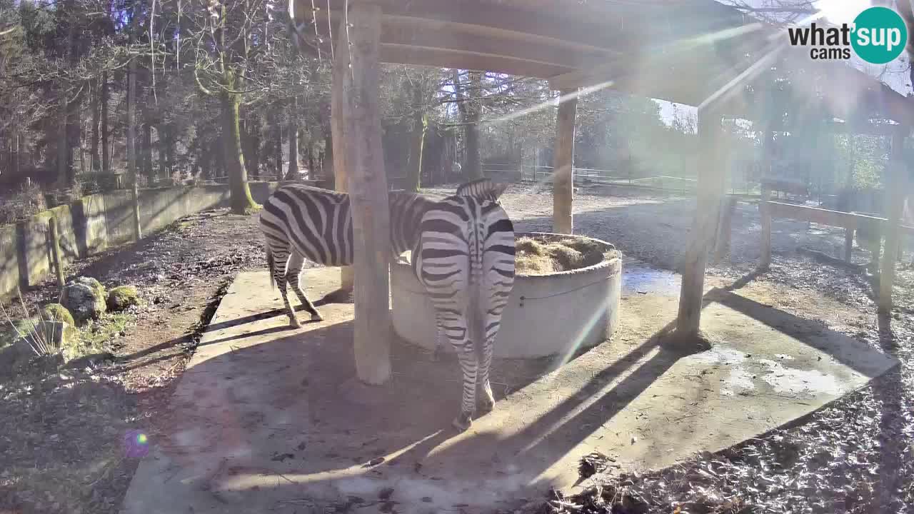 Web kamera uživo Zebras u ZOO Ljubljana – Slovenija