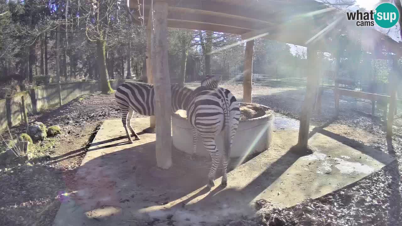 Live Webcam Zebras in Ljubljana ZOO – Slowenien