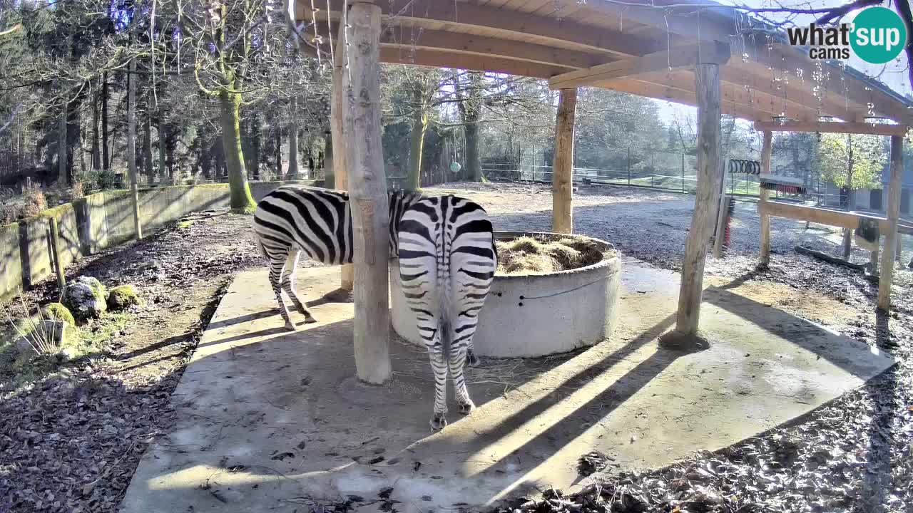 Live Webcam Zebras in Ljubljana ZOO – Slowenien