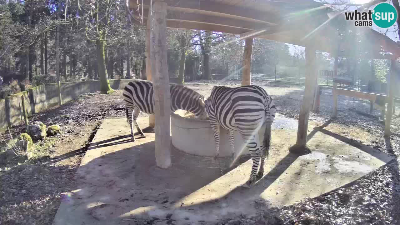 Live Webcam Zebras in Ljubljana ZOO – Slowenien