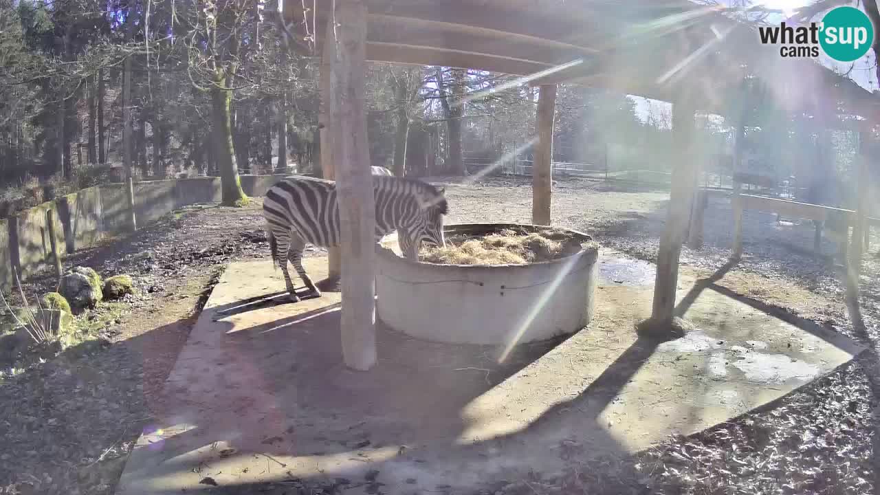 Web kamera uživo Zebras u ZOO Ljubljana – Slovenija