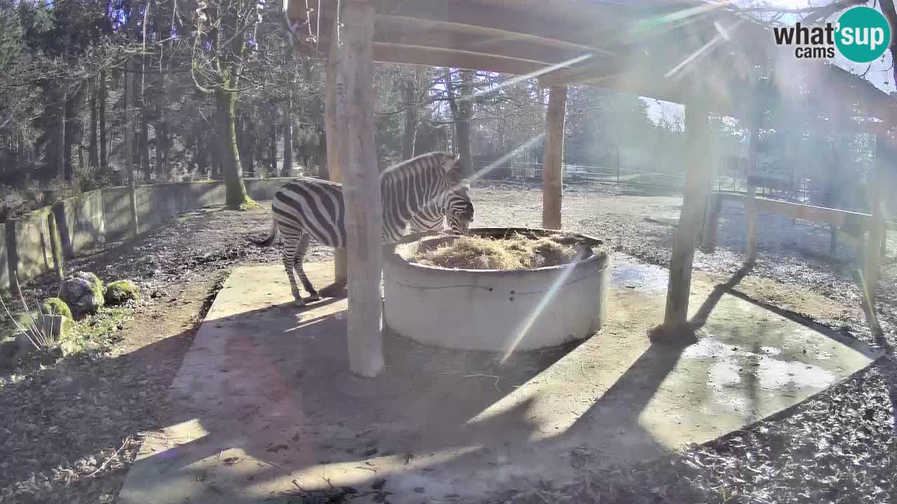 Live Webcam Zebras in Ljubljana ZOO – Slowenien