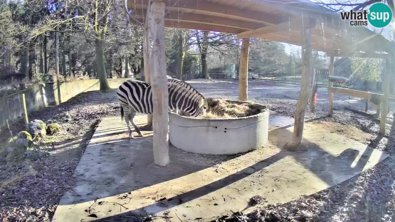 Camera en vivo Cebras in Ljubljana ZOO – Eslovenia