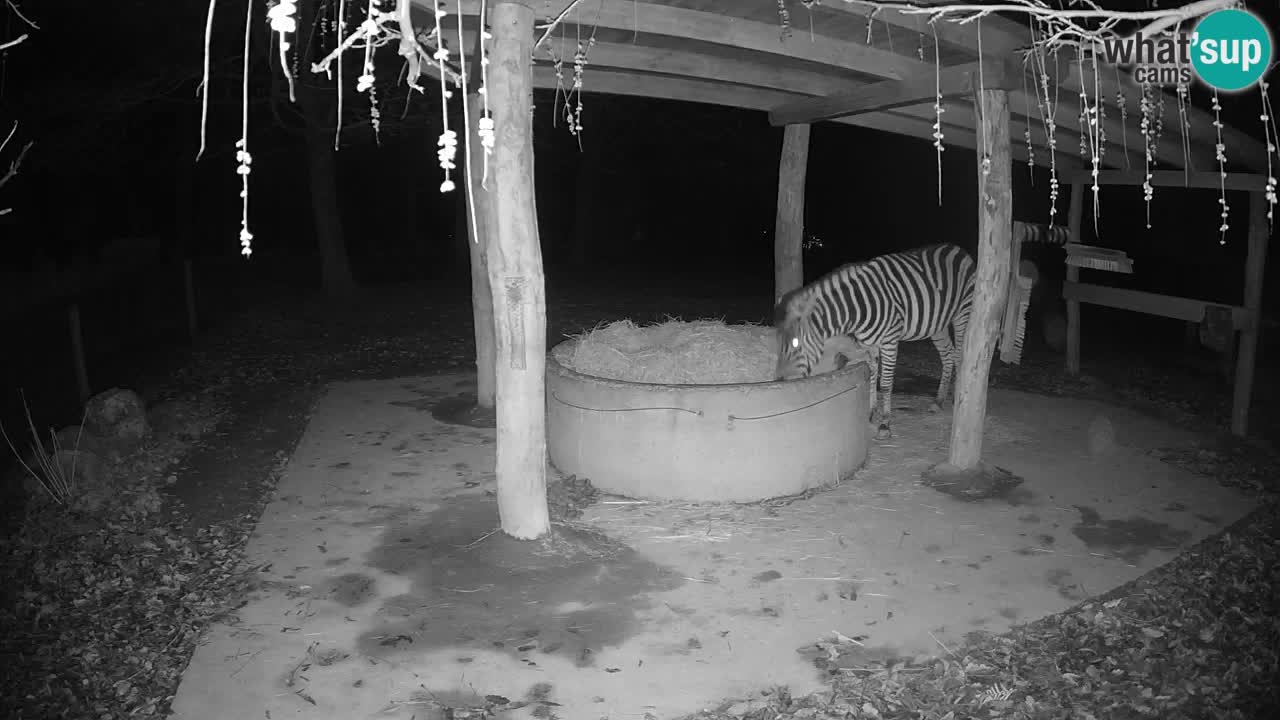 Live Webcam Zebras in Ljubljana ZOO – Slowenien