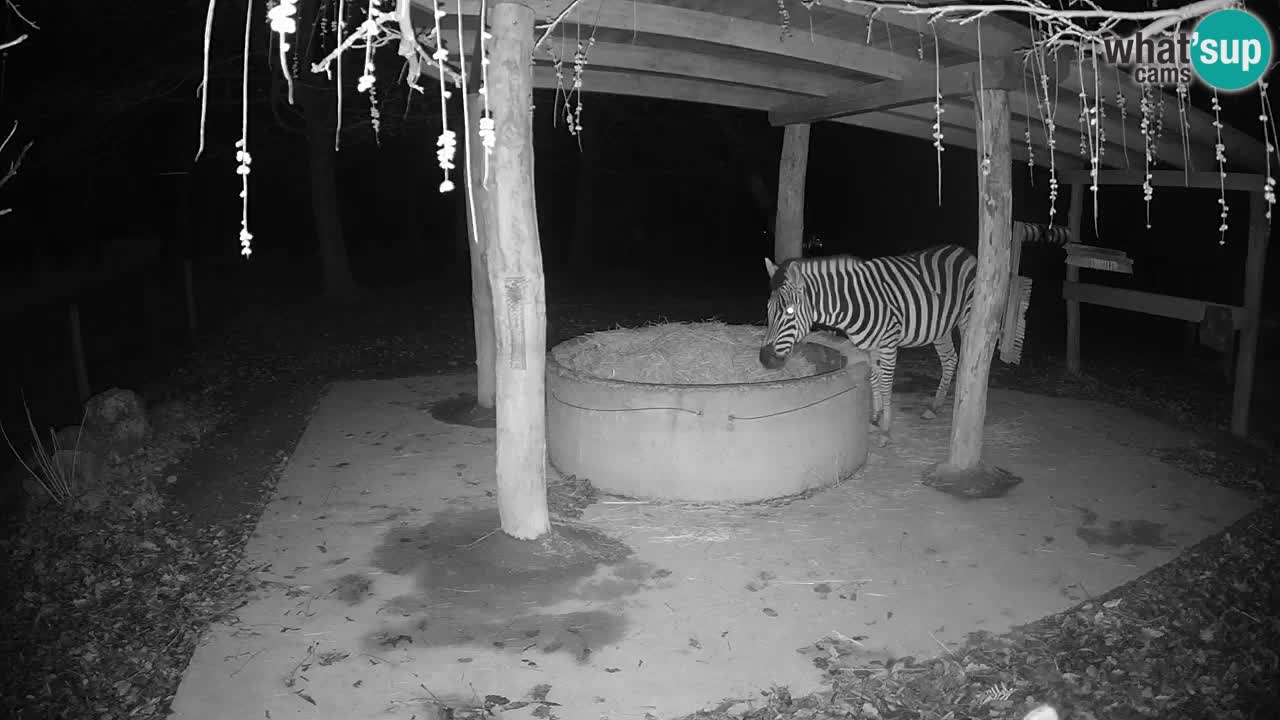 Live Webcam Zebras in Ljubljana ZOO – Slowenien